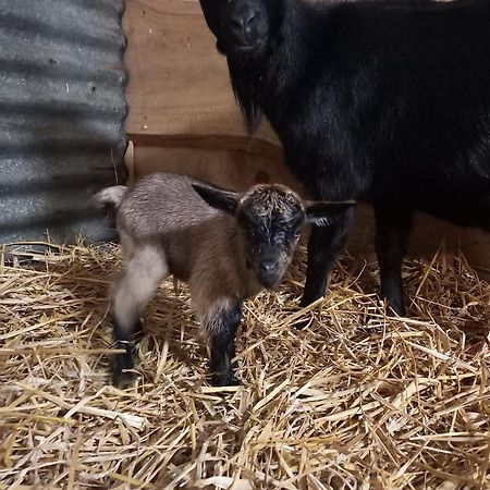 Willa La Petite Ferme La Chapelle  Zewnętrze zdjęcie