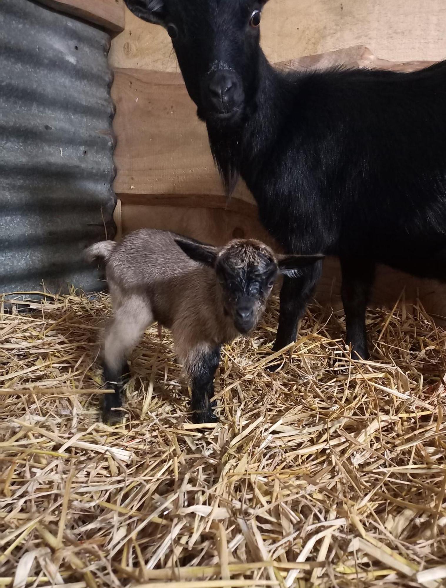 Willa La Petite Ferme La Chapelle  Zewnętrze zdjęcie