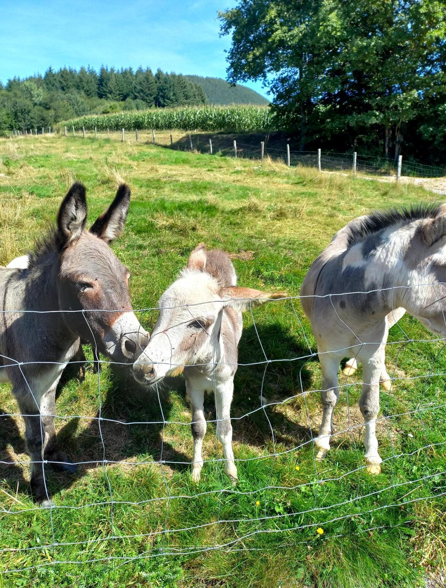 Willa La Petite Ferme La Chapelle  Zewnętrze zdjęcie